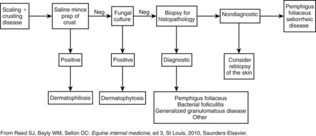 Scaling and Crusting Diseases | Veterian Key