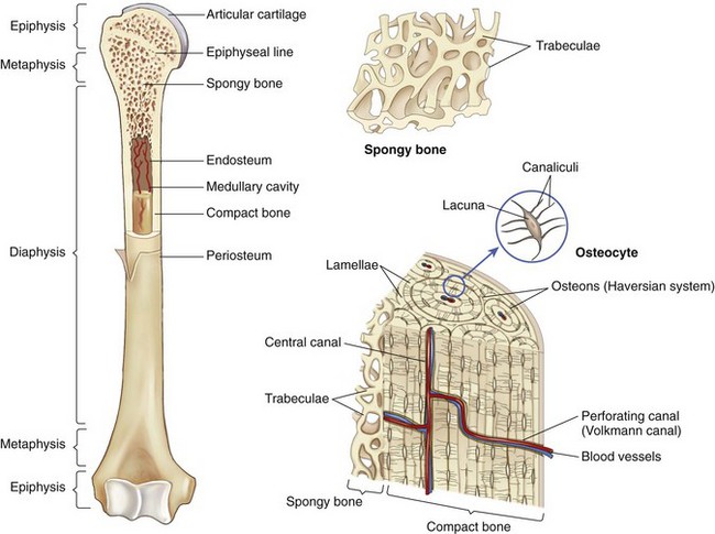 canaliculi compact bone