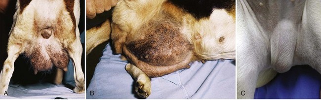 can a perineal hernia kill a dog