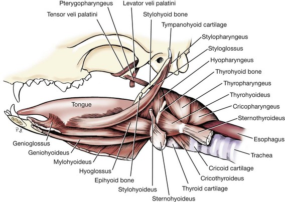 Soft Tissues of the Oral Cavity | Veterian Key diagram of tongue muscles 