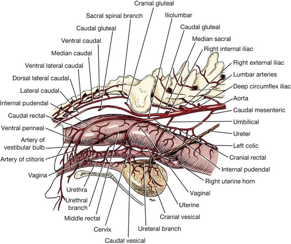 Rectum, Anus, and Perineum | Veterian Key