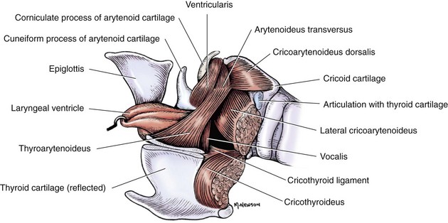 Larynx | Veterian Key