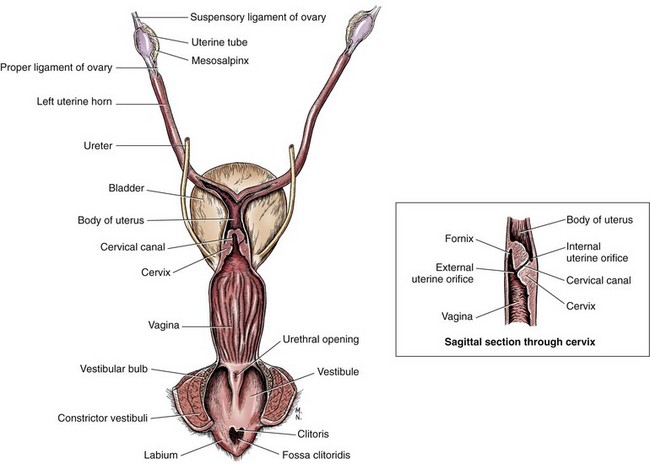 Vestibuli Et Vaginae