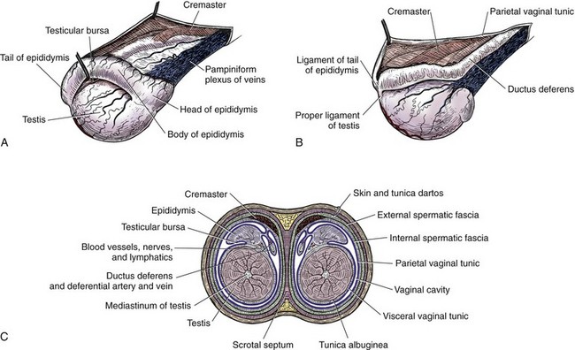 testicle temperature