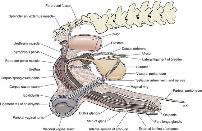 Testes and Scrotum | Veterian Key