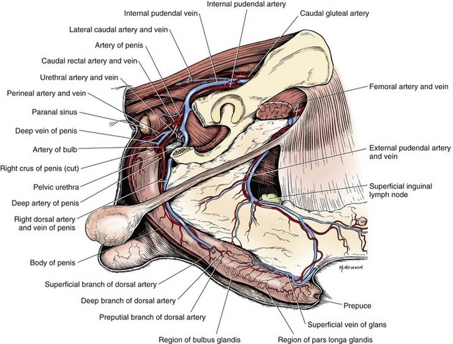 Penis, Description, Anatomy, & Physiology