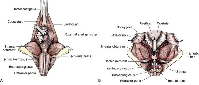 650px x 279px - Canine Penis Anatomy - Porn Pics & Moveis