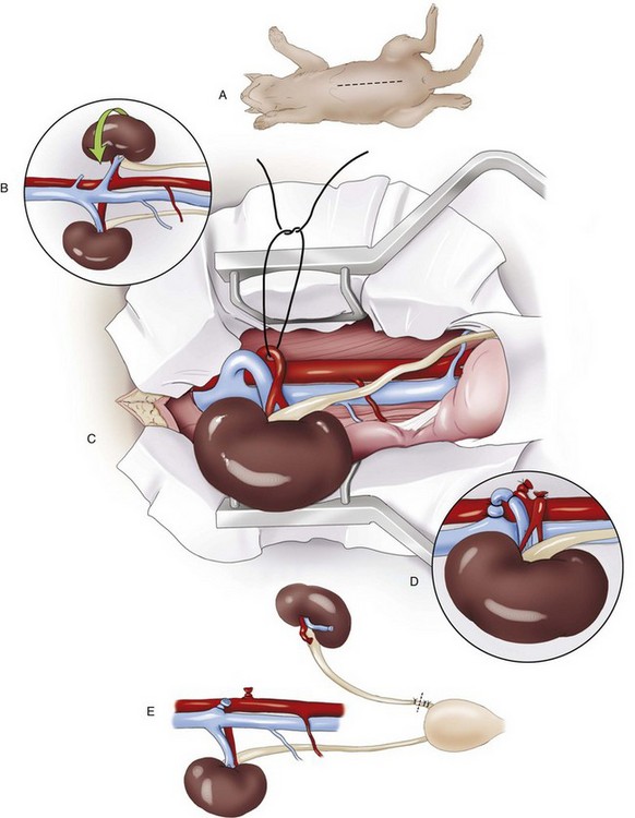 Kidneys | Veterian Key