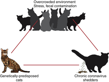 signs of fip in kittens