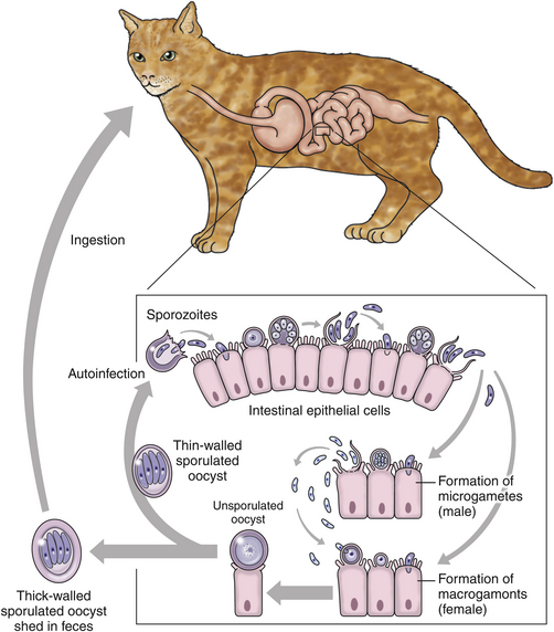 crypto infection cats symptoms
