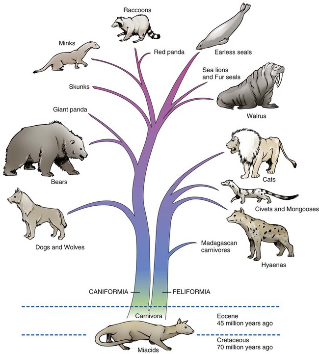 Wolf To Dog Family Tree