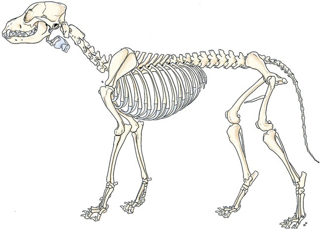 The Skeleton | Veterian Key
