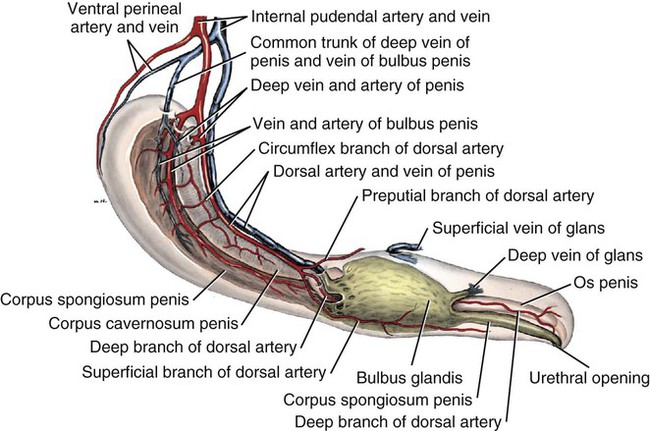 Semidiagrammatic view of penis. 