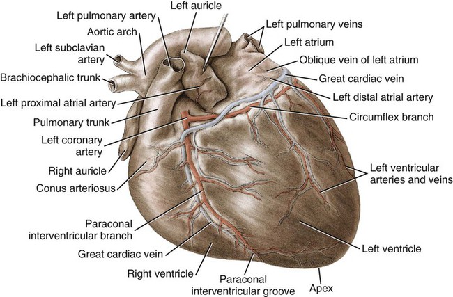 sulcus terminalis heart