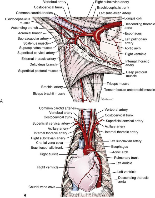 The Heart And Arteries Veterian Key