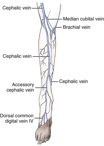 Saphenous Vein Dog