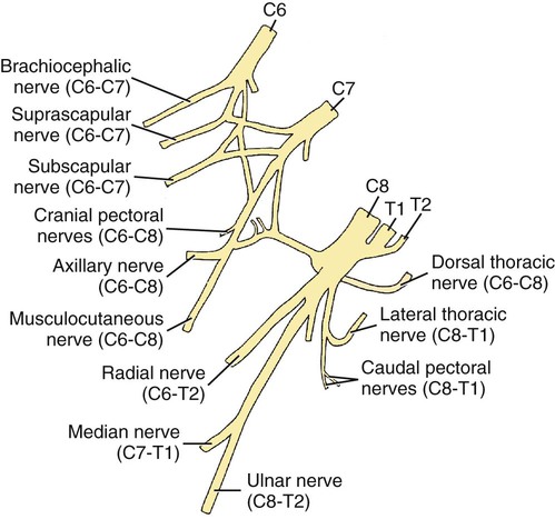 brachial plexus injury in dogs