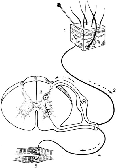 the-concept-of-a-reflex-veterian-key