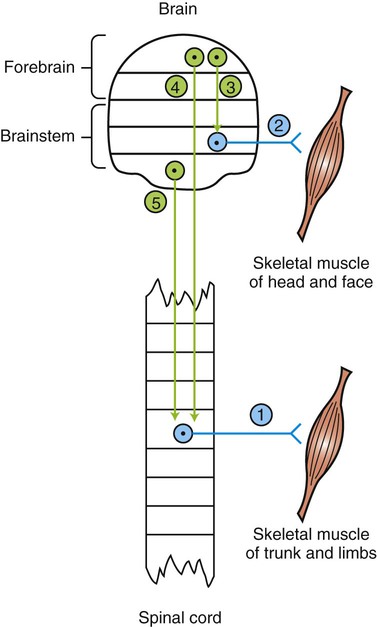 The Concept Of Lower And Upper Motor Neurons And Their Malfunction Veterian Key