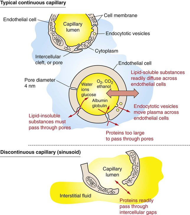 Capillaries and Fluid Exchange Veterian Key