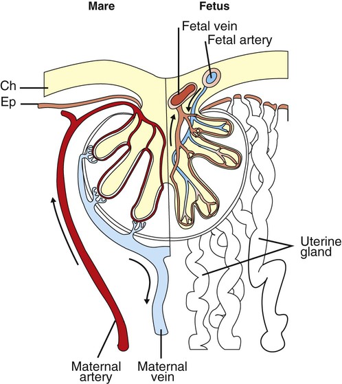 fetal maternal circulation