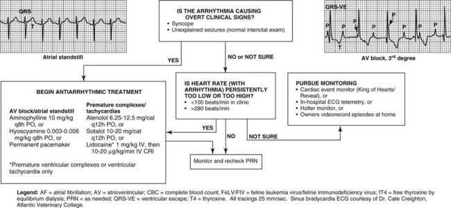 Feline Cardiac Arrhythmias Veterian Key