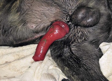 Dog Penis