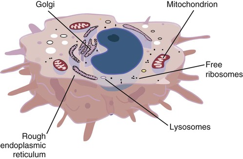 macrophage diagram