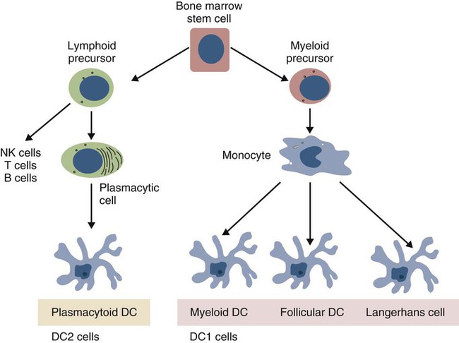 Dendritic Cells Vs Macrophages