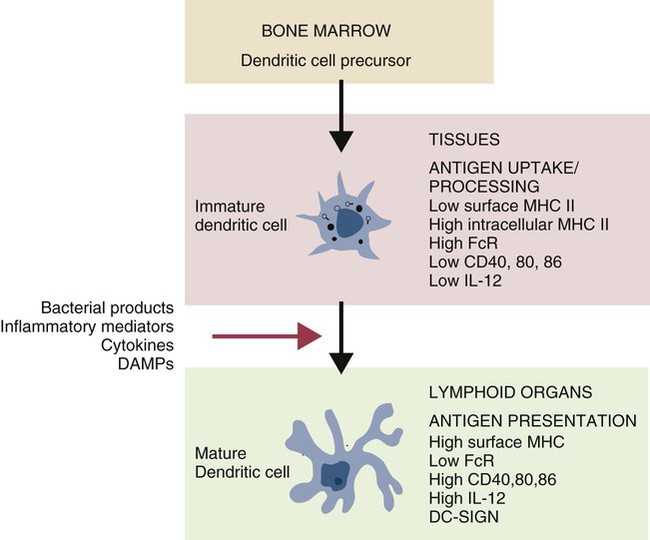 immature dendritic cells