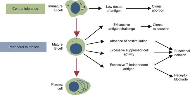 Regulation Of Adaptive Immunity | Veterian Key