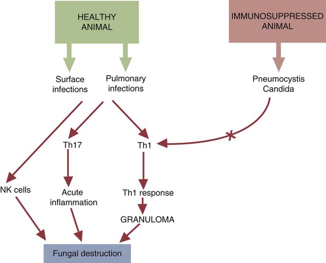 How Antigen-Binding Receptors Are Made | Veterian Key