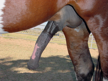 Stallions Penis 30