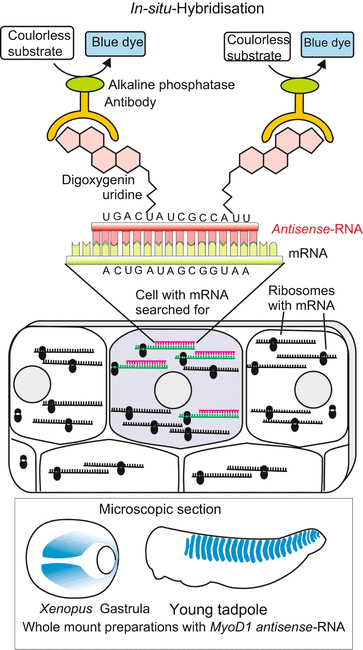 A59550_1_En_12_Fig5_HTML.gif