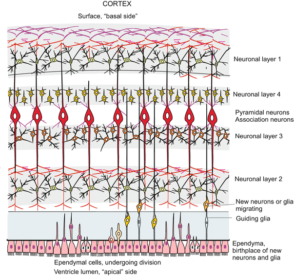 A59550_1_En_16_Fig15_HTML.gif