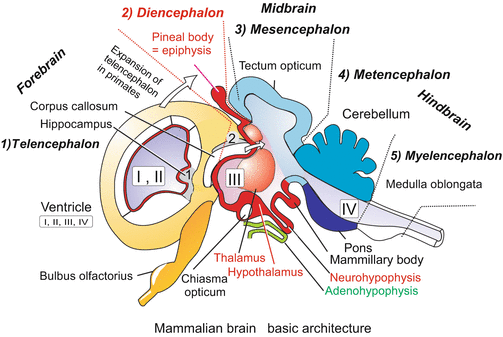 A59550_1_En_16_Fig4_HTML.gif