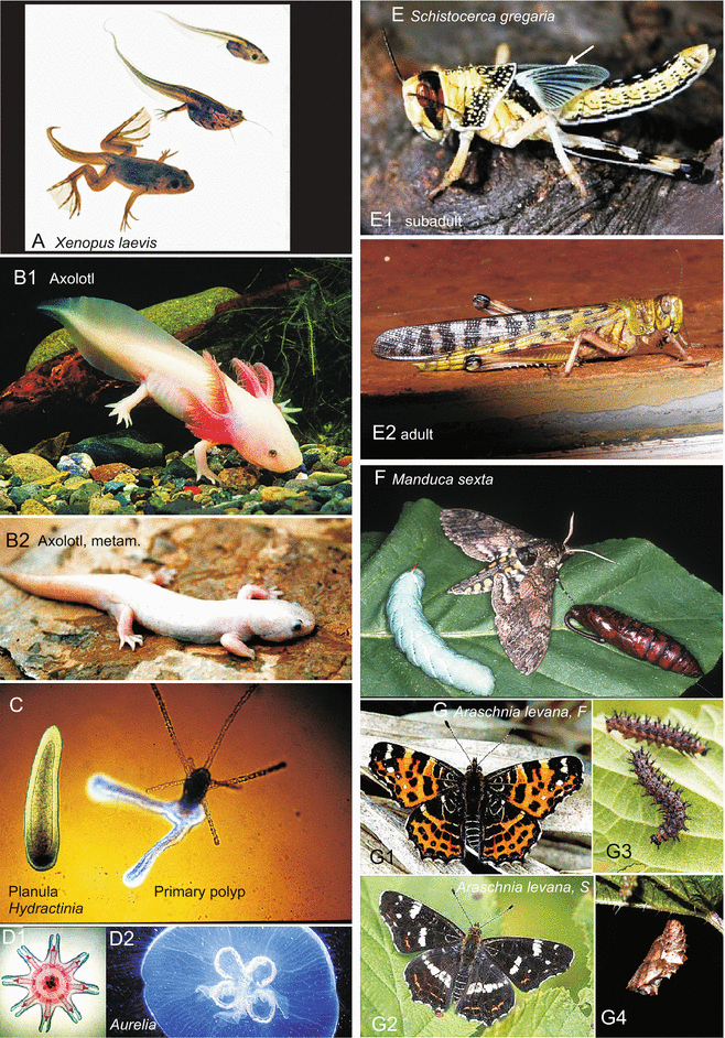 Metamorphosis and Its Hormonal Control | Veterian Key