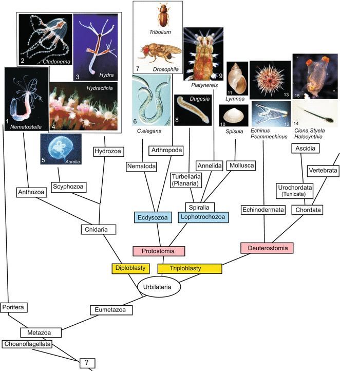 Organism Biology