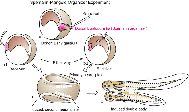 dorsal blastoporal lip frog embryo