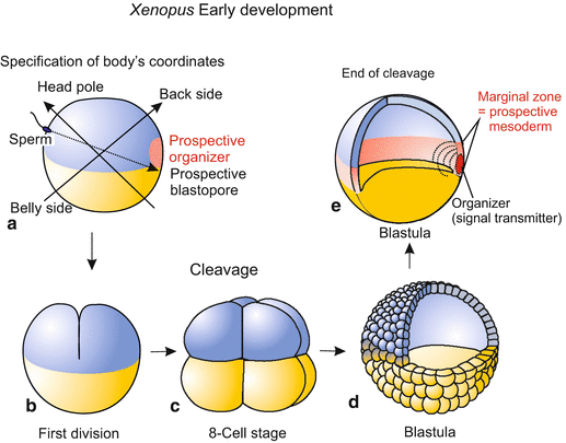 Development of Important Model Species II: Vertebrates | Veterian Key