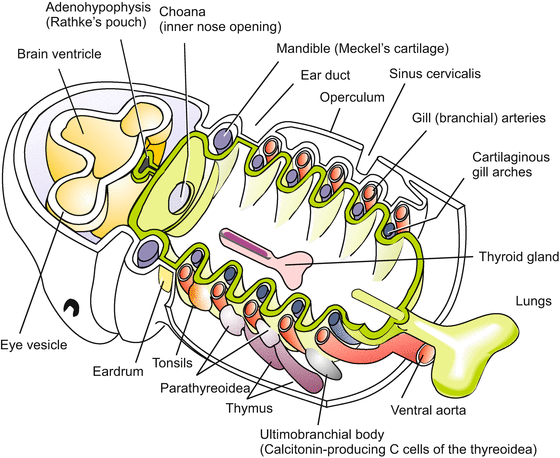 A59550_1_En_6_Fig21_HTML.gif