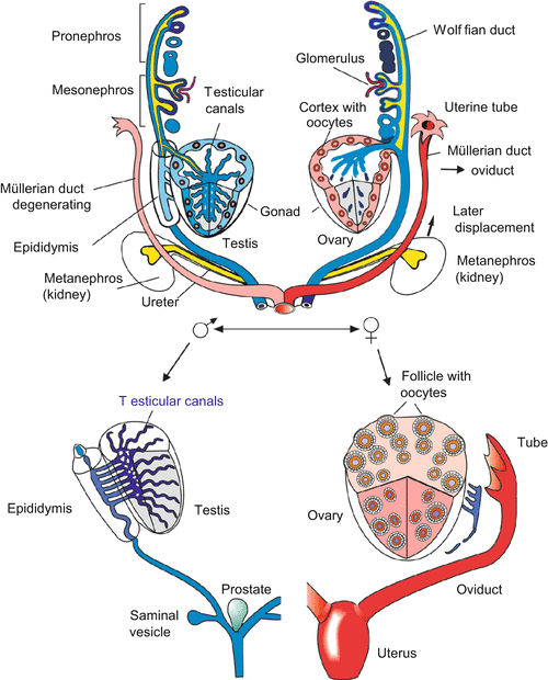 In Preparation For New Life I Sex Determination And Sexual Development Veterian Key