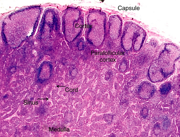 lymph node histology paracortex