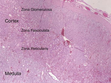 zona reticularis