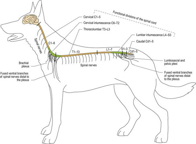 Dog Spinal Cord Anatomy