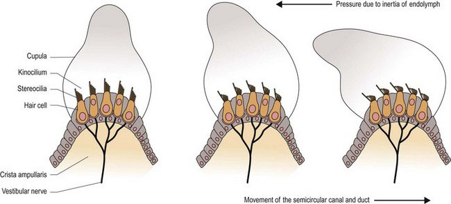 vestibular system cupula
