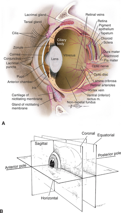 Structure and Function of the Eye | Veterian Key