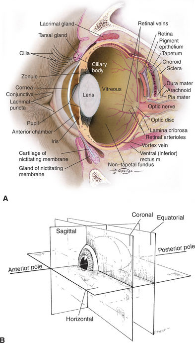 Eye Anatomy: The Structures of the Eye and Their Functions