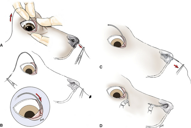 Lacrimal System Veterian Key