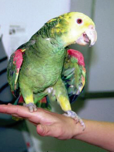 MEISO Bird Chewing Toy Nibbling Keeps Beaks Trimmed for Physical & Psychological Well-Being of Your Parrots Preening Keeps Feathers Clean